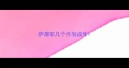 萨摩耶几个月后成年