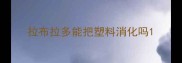 拉布拉多能把塑料消化吗
