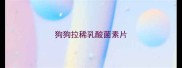 狗狗拉稀乳酸菌素片