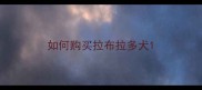 如何购买拉布拉多犬