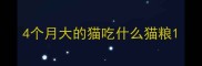 4个月大的猫吃什么猫粮
