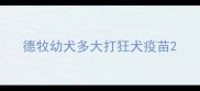 德牧幼犬多大打狂犬疫苗