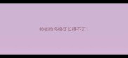 拉布拉多换牙长得不正