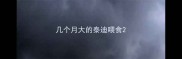 几个月大的泰迪喂食