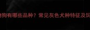 灰色宠物狗有哪些品种常见灰色犬种特征及饲养指南