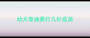 幼犬泰迪要打几针疫苗
