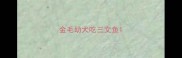 金毛幼犬吃三文鱼