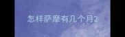 怎样萨摩有几个月