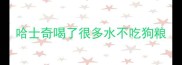 哈士奇喝了很多水不吃狗粮