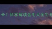 金毛犬寿命有多长科学解读金毛犬全生命周期养护指南