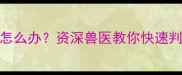 边牧前腿突然瘸了怎么办资深兽医教你快速判断病因及护理方法
