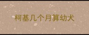 柯基几个月算幼犬
