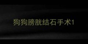 狗狗膀胱结石手术
