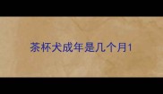 茶杯犬成年是几个月