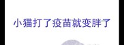 小猫打了疫苗就变胖了