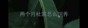 两个月杜宾怎么饲养