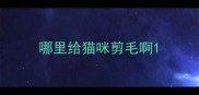 哪里给猫咪剪毛啊