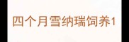 四个月雪纳瑞饲养