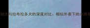 罗威纳犬与拉布拉多犬的深度对比相似外表下的本质差异