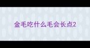 金毛吃什么毛会长点