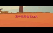 家养纯种金毛幼犬