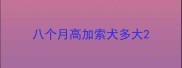 八个月高加索犬多大