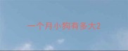 一个月小狗有多大