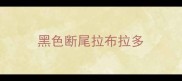 黑色断尾拉布拉多