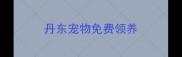 丹东宠物免费领养