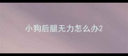 小狗后腿无力怎么办