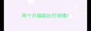 两个月猫呕吐打喷嚏