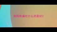 狗狗疼痛吃什么药最好