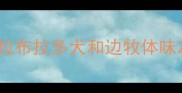 拉布拉多犬和边牧体味