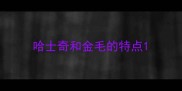 哈士奇和金毛的特点
