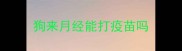 狗来月经能打疫苗吗