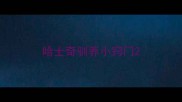 哈士奇驯养小窍门