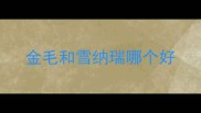 金毛和雪纳瑞哪个好