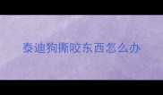 泰迪狗撕咬东西怎么办