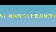 小狗鼻孔出血怎么办兽医教你5个紧急处理方法及日常预防措施