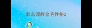 怎么调教金毛性格