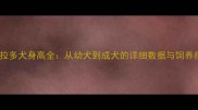 拉布拉多犬身高全从幼犬到成犬的详细数据与饲养指南