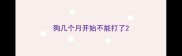 狗几个月开始不能打了