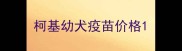 柯基幼犬疫苗价格