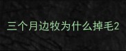 三个月边牧为什么掉毛