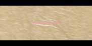 狗狗脱皮怎么回事
