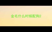 金毛什么时候配狗