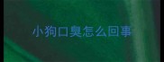 小狗口臭怎么回事
