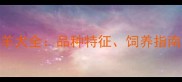 小型边境牧羊犬全品种特征饲养指南与常见误区