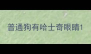 普通狗有哈士奇眼睛