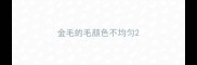 金毛的毛颜色不均匀